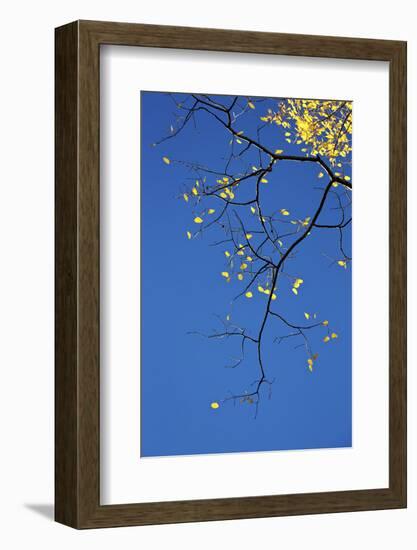 Yellow Aspen Leaves Against a Blue Sky in the Fall, Grand Mesa National Forest, Colorado, Usa-James Hager-Framed Photographic Print