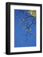 Yellow Aspen Leaves Against a Blue Sky in the Fall, Grand Mesa National Forest, Colorado, Usa-James Hager-Framed Photographic Print