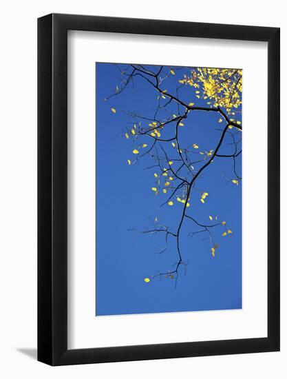 Yellow Aspen Leaves Against a Blue Sky in the Fall, Grand Mesa National Forest, Colorado, Usa-James Hager-Framed Photographic Print