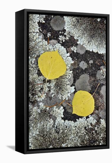 Yellow Aspen Leaves on a Lichen-Covered Rock in the Fall-James Hager-Framed Stretched Canvas