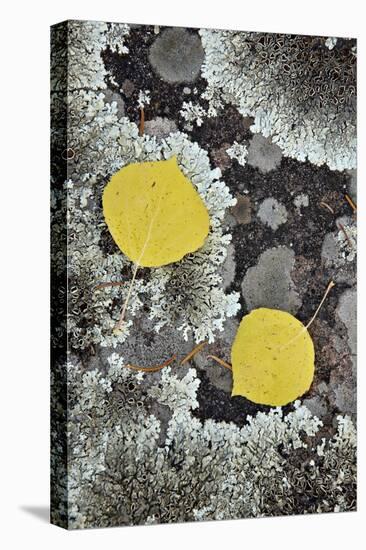 Yellow Aspen Leaves on a Lichen-Covered Rock in the Fall-James Hager-Stretched Canvas