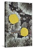 Yellow Aspen Leaves on a Lichen-Covered Rock in the Fall-James Hager-Stretched Canvas