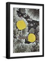 Yellow Aspen Leaves on a Lichen-Covered Rock in the Fall-James Hager-Framed Premium Photographic Print