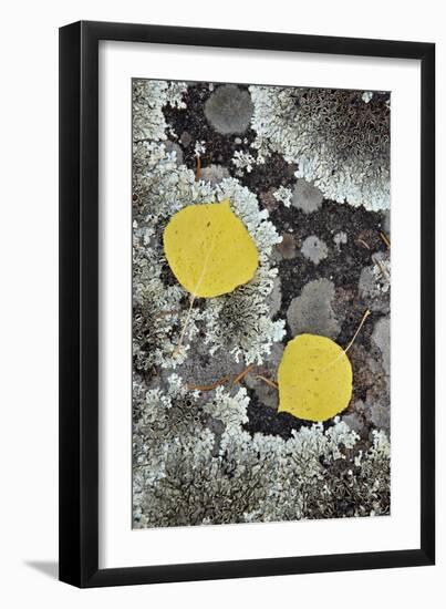 Yellow Aspen Leaves on a Lichen-Covered Rock in the Fall-James Hager-Framed Premium Photographic Print