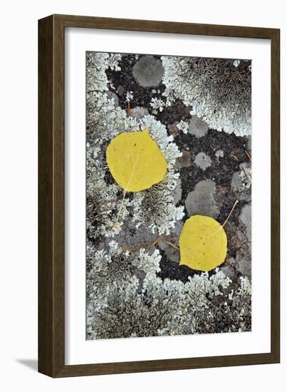 Yellow Aspen Leaves on a Lichen-Covered Rock in the Fall-James Hager-Framed Photographic Print