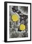 Yellow Aspen Leaves on a Lichen-Covered Rock in the Fall-James Hager-Framed Photographic Print