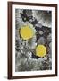 Yellow Aspen Leaves on a Lichen-Covered Rock in the Fall-James Hager-Framed Photographic Print