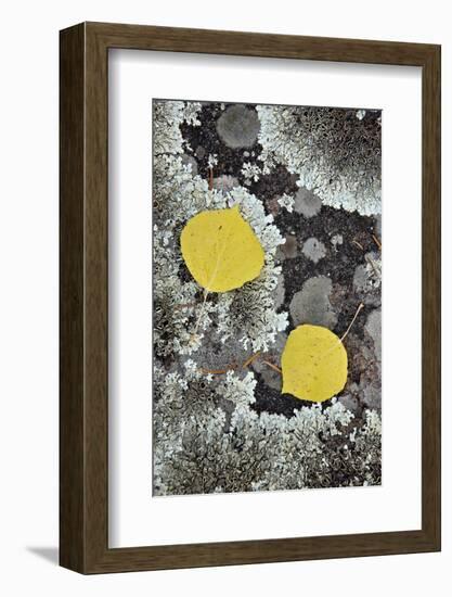 Yellow Aspen Leaves on a Lichen-Covered Rock in the Fall-James Hager-Framed Photographic Print