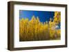 Yellow Aspen Trees Contrast Blue Sky Background-deberarr-Framed Photographic Print