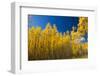 Yellow Aspen Trees Contrast Blue Sky Background-deberarr-Framed Photographic Print