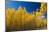 Yellow Aspen Trees Contrast Blue Sky Background-deberarr-Mounted Photographic Print