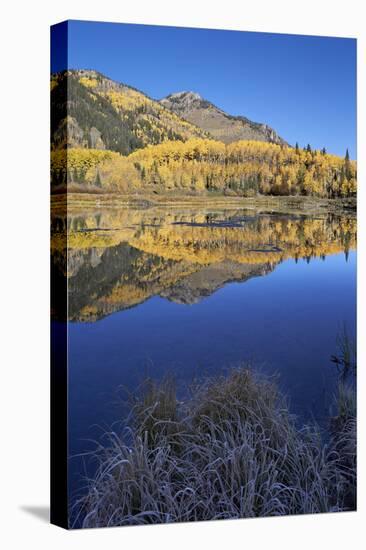 Yellow Aspen Trees Reflected in Priest Lake in the Fall-James Hager-Stretched Canvas