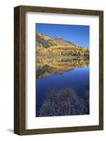 Yellow Aspen Trees Reflected in Priest Lake in the Fall-James Hager-Framed Photographic Print