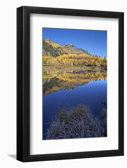 Yellow Aspen Trees Reflected in Priest Lake in the Fall-James Hager-Framed Photographic Print