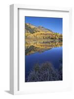 Yellow Aspen Trees Reflected in Priest Lake in the Fall-James Hager-Framed Photographic Print