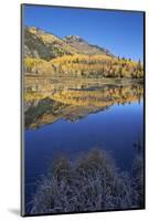 Yellow Aspen Trees Reflected in Priest Lake in the Fall-James Hager-Mounted Photographic Print
