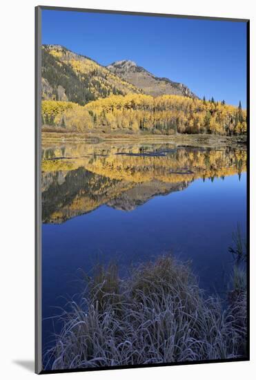 Yellow Aspen Trees Reflected in Priest Lake in the Fall-James Hager-Mounted Photographic Print