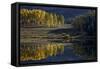 Yellow Aspens Among Evergreens in the Fall Reflected in a Lake-James Hager-Framed Stretched Canvas