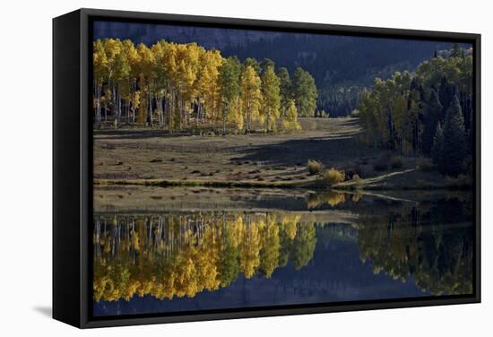 Yellow Aspens Among Evergreens in the Fall Reflected in a Lake-James Hager-Framed Stretched Canvas