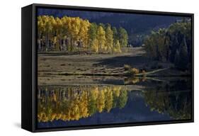 Yellow Aspens Among Evergreens in the Fall Reflected in a Lake-James Hager-Framed Stretched Canvas