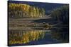 Yellow Aspens Among Evergreens in the Fall Reflected in a Lake-James Hager-Stretched Canvas