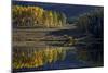 Yellow Aspens Among Evergreens in the Fall Reflected in a Lake-James Hager-Mounted Photographic Print