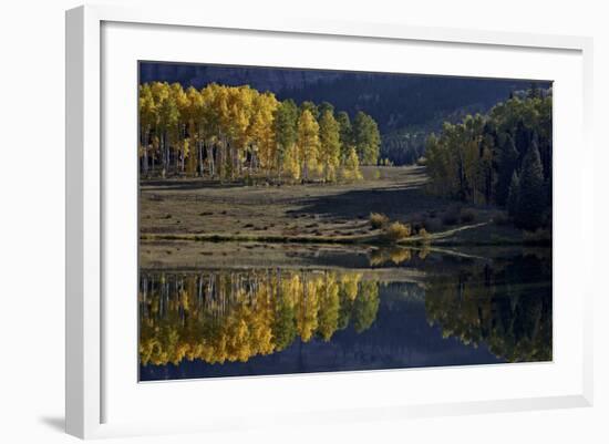 Yellow Aspens Among Evergreens in the Fall Reflected in a Lake-James Hager-Framed Photographic Print