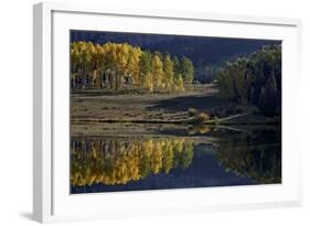 Yellow Aspens Among Evergreens in the Fall Reflected in a Lake-James Hager-Framed Photographic Print