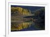Yellow Aspens Among Evergreens in the Fall Reflected in a Lake-James Hager-Framed Photographic Print