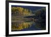 Yellow Aspens Among Evergreens in the Fall Reflected in a Lake-James Hager-Framed Photographic Print