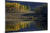 Yellow Aspens Among Evergreens in the Fall Reflected in a Lake-James Hager-Mounted Photographic Print