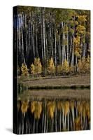 Yellow Aspens Among Evergreens in the Fall Reflected in a Lake-James Hager-Stretched Canvas