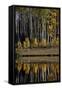 Yellow Aspens Among Evergreens in the Fall Reflected in a Lake-James Hager-Framed Stretched Canvas