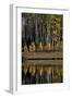 Yellow Aspens Among Evergreens in the Fall Reflected in a Lake-James Hager-Framed Photographic Print