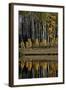 Yellow Aspens Among Evergreens in the Fall Reflected in a Lake-James Hager-Framed Photographic Print