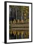 Yellow Aspens Among Evergreens in the Fall Reflected in a Lake-James Hager-Framed Photographic Print