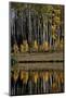 Yellow Aspens Among Evergreens in the Fall Reflected in a Lake-James Hager-Mounted Photographic Print