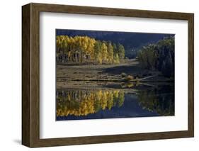 Yellow Aspens Among Evergreens in the Fall Reflected in a Lake-James Hager-Framed Photographic Print