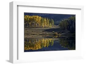 Yellow Aspens Among Evergreens in the Fall Reflected in a Lake-James Hager-Framed Photographic Print