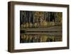 Yellow Aspens Among Evergreens in the Fall Reflected in a Lake-James Hager-Framed Photographic Print