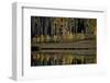 Yellow Aspens Among Evergreens in the Fall Reflected in a Lake-James Hager-Framed Photographic Print