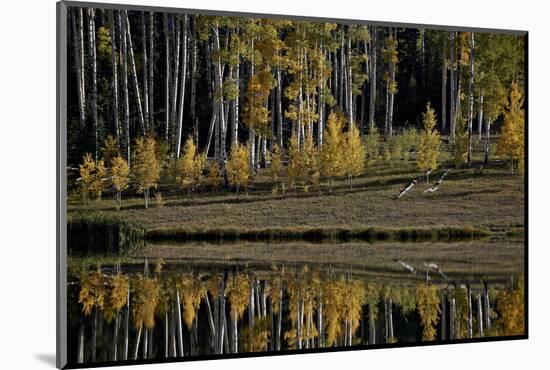 Yellow Aspens Among Evergreens in the Fall Reflected in a Lake-James Hager-Mounted Photographic Print