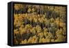 Yellow Aspens Among Evergreens in the Fall-James Hager-Framed Stretched Canvas