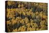 Yellow Aspens Among Evergreens in the Fall-James Hager-Stretched Canvas