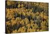 Yellow Aspens Among Evergreens in the Fall-James Hager-Stretched Canvas