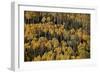 Yellow Aspens Among Evergreens in the Fall-James Hager-Framed Photographic Print