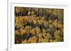 Yellow Aspens Among Evergreens in the Fall-James Hager-Framed Photographic Print