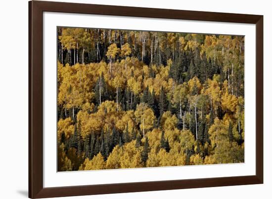 Yellow Aspens Among Evergreens in the Fall-James Hager-Framed Photographic Print
