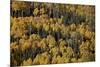 Yellow Aspens Among Evergreens in the Fall-James Hager-Mounted Photographic Print