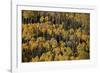 Yellow Aspens Among Evergreens in the Fall-James Hager-Framed Photographic Print